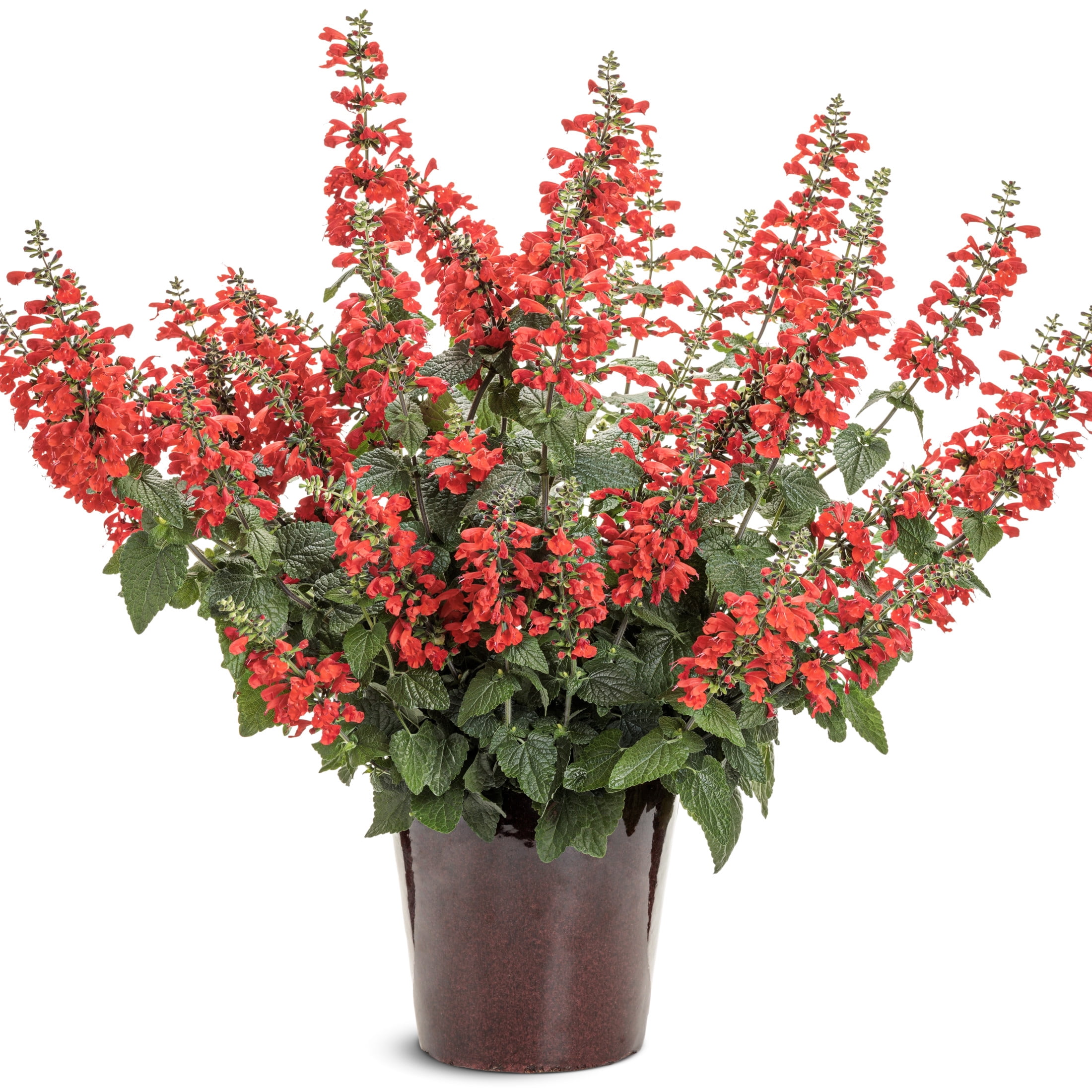 Proven Winners 8" Unplugged Red Scarlet Sage Live Plant in 6.5" Pot