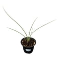 thumbnail image 4 of MicroStarts Live Waterwise Variety Pack - 4 Landscape Plants in 4 inch pots, 4 of 9