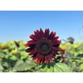 thumbnail image 6 of 25 CHOCOLATE CHERRY SUNFLOWER Helianthus Annuus Red & Brown Flower Seeds, 6 of 10