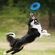 thumbnail image 4 of Disco volador para perros Nerf Dog, neumático de goma, 25 cm, azul, 4 of 4