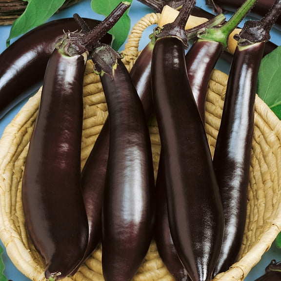 Japanese Pickling Eggplant Seeds - 2 g Packet ~450 Seeds - Non-GMO, Heirloom - Vegetable Garden - Solanum melongena