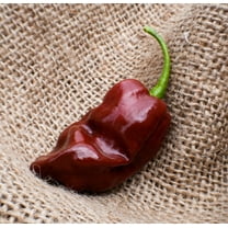 Jamaican Hot Chocolate Habanero Heirloom Pepper Premium Seed Packet