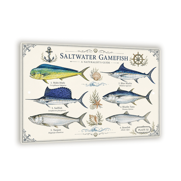 "SALTWATER GAMEFISH" Aluminum Sign - Modern Watercolor Educational Poster - 8"x 12" Wall Art Chart