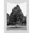 thumbnail image 1 of Nature Scene Tapestry, Leafy Blooming Tree Lonely in Woods Vintage Effect Photo, Wall Hanging for Bedroom Living Room Dorm Decor, 40W X 60L Inches, Charcoal Grey and Pale Grey, by Ambesonne, 1 of 2