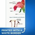 thumbnail image 3 of Bliss Monkey Co. Plant Reproduction - 12 x 18 Inch Poster - Unframed - Premium 100lb Gloss - Made In USA - BMCP0547, 3 of 5