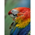 thumbnail image 2 of Fitzharris, Tim 25x32 Black Ornate Wood Framed with Double Matting Museum Art Print Titled - Scarlet Macaw Preening III, 2 of 4