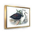 thumbnail image 3 of Designart 'Ancient Birds Of Australia' Traditional Framed Canvas Wall Art Print, 3 of 5