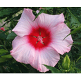 thumbnail image 4 of Set of 2 Lady Baltimore Hibiscus Moscheutos Live Plants 4-6 Inch Tall, Giant Pink Hibiscus Plants, Tropical Flowering for Garden, No Ship TX, 4 of 6