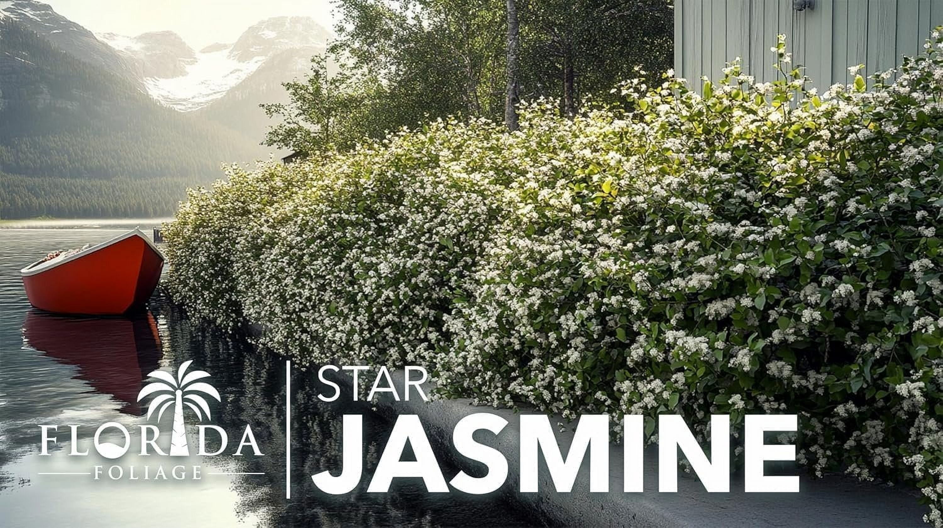 Star Jasmine  2 Extra Large 3 Gallon Plants  Trachelospermum Jasminoides  Fragrant Climbing Vine  Ideal for Trellises and Arbors