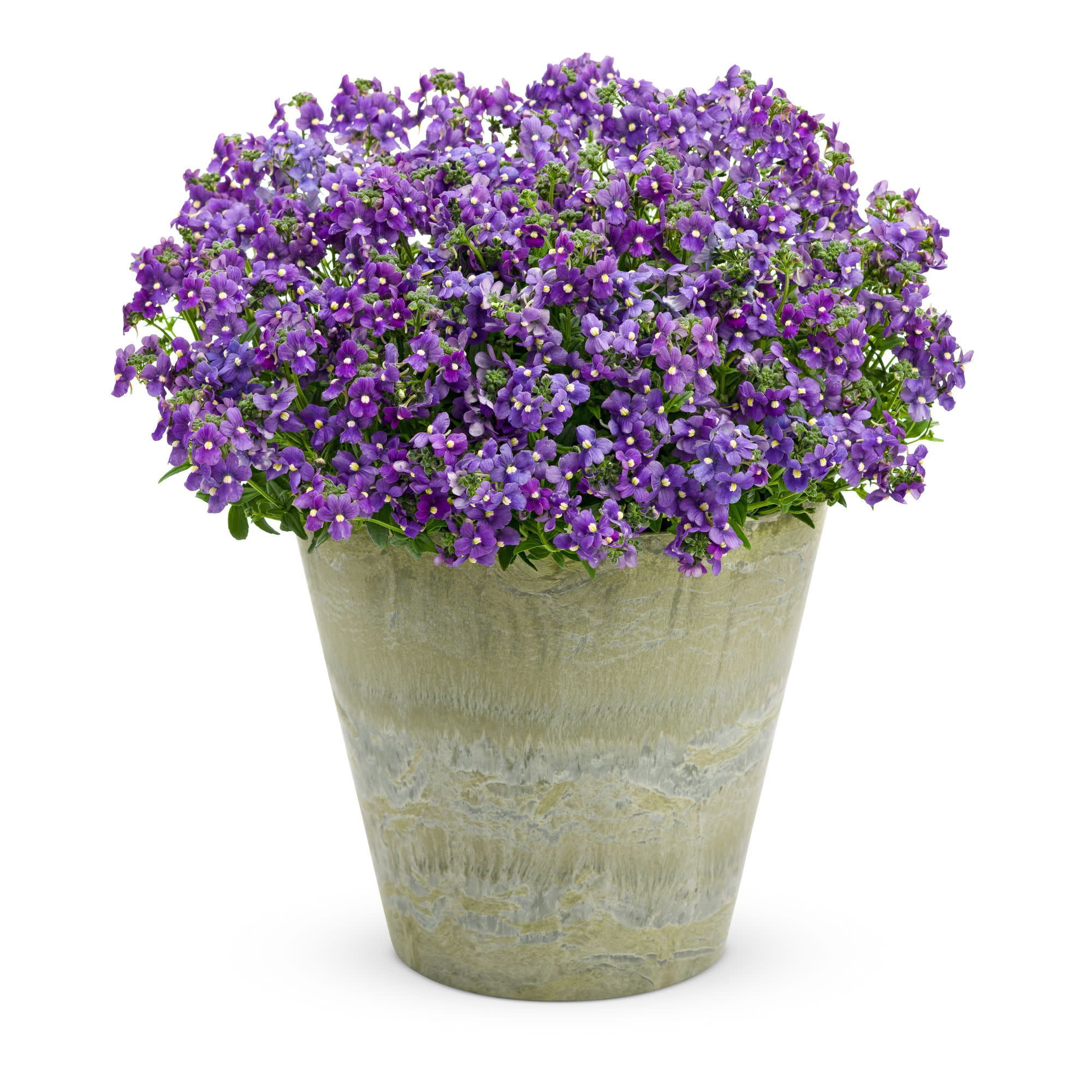 Proven Winners 4" Purple Bluebird Nemesia Live Plant in 4.25" Pot (4 Count)