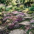 thumbnail image 4 of 12000 Creeping Thyme Mix Seeds, Outdoor Ground Cover, Mixed Variety Thyme for Garden, 4 of 5
