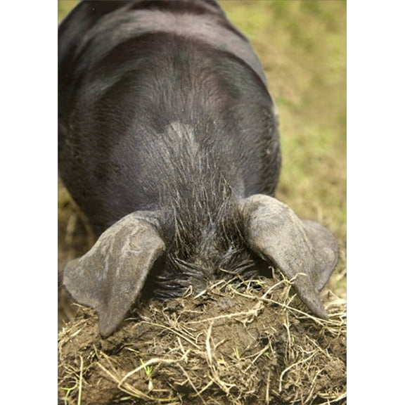 Designer Greetings Pig Hides Head Under Dirt Funny / Humorous Birthday Card