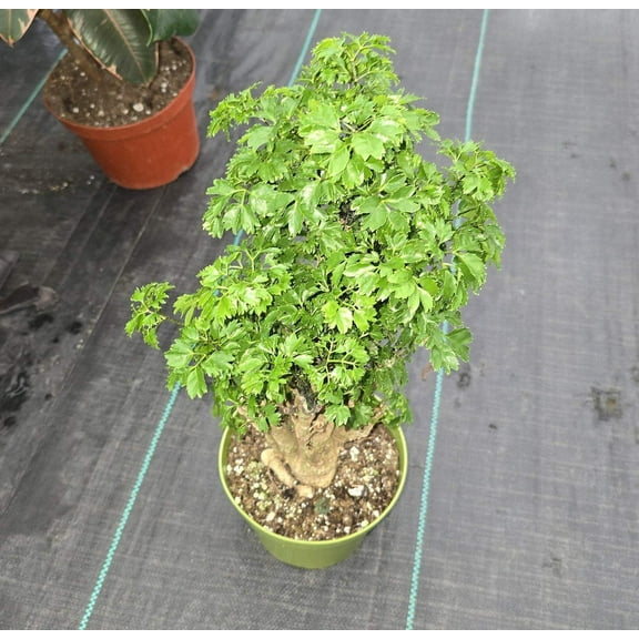 6 inch pot Ming Aralia - 8'" tall Bonsai looking trunk - Bushy foliage good luck money plant- Get similar to the picture
