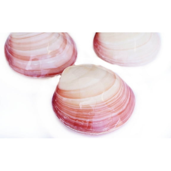 3 Polished Tiger Clam Pair Shells Seashell 3-4" (80-100mm) Coastal Crafts Decor (Fused)