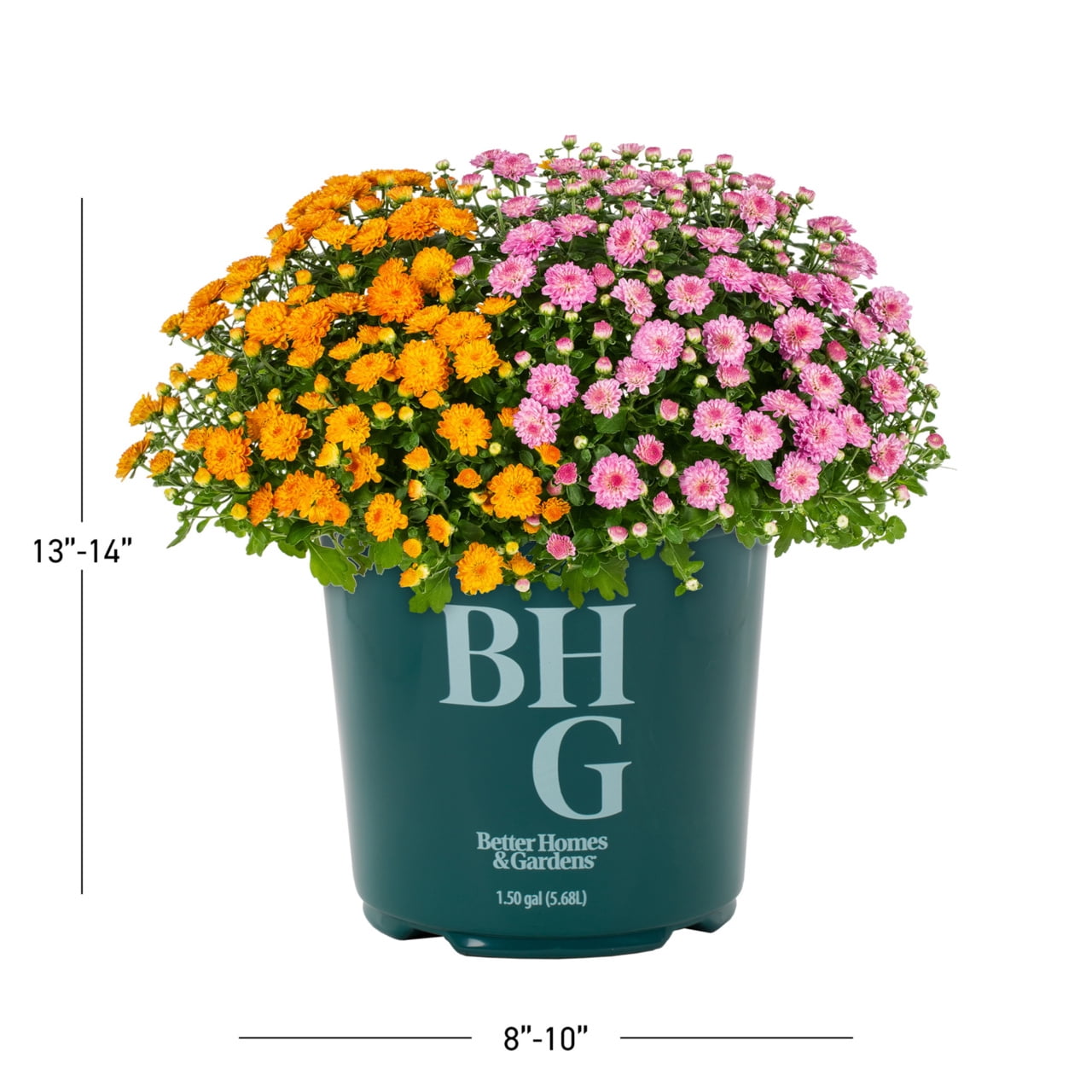 Better Homes & Gardens 24" Orange Pink Chrysanthemum Live Plants in 1.5GAL Growers Pot Full Sun
