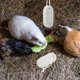 thumbnail image 4 of Juguetes para masticar para mascotas, dientes de hámster, piedra pómez, molar de conejo, chinchilla pequeña, roca volcánica, 10 piezas, 4 of 6