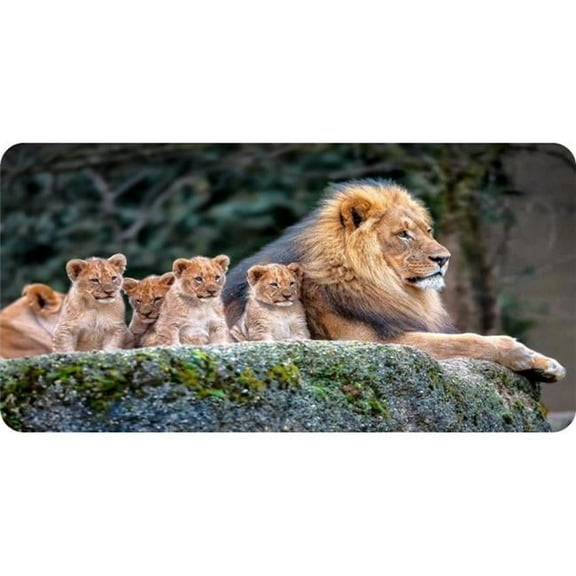 212 Main LPO5770 6 x 12 in. Lion Resting with Cubs Photo License Plate