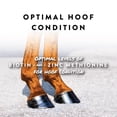 thumbnail image 3 of Manna Pro Sho-Hoof Supplement for Horses, Biotin and Zinc Methionine for Healthy Hooves, 5 lb, 3 of 7