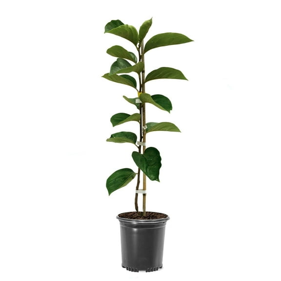 Expert Gardener 1-2' American Persimmon Live Trees with 1 gal. Grower Pot