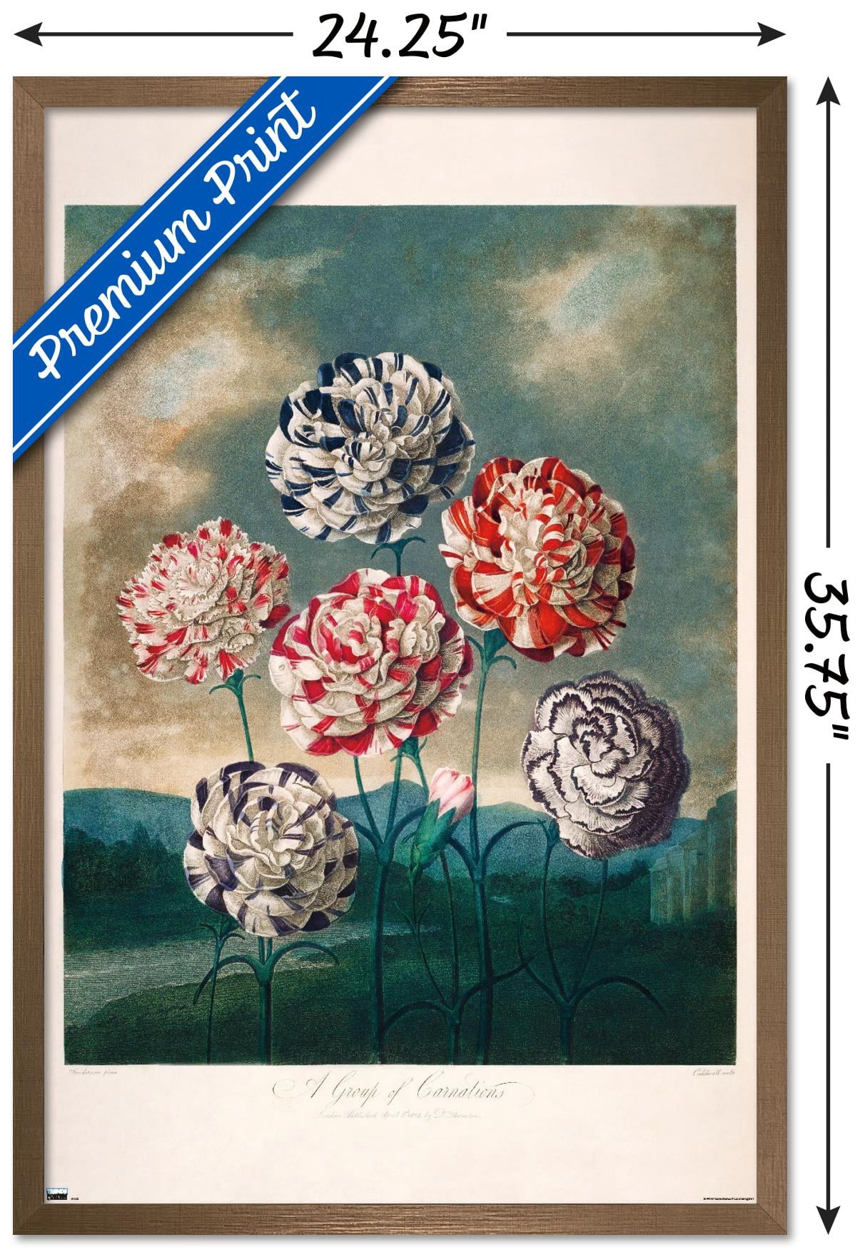 A Group Of Carnations Wall Poster, 22.375" x 34" Framed