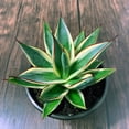 thumbnail image 5 of MicroStarts Live California Glow Agave - 4 Succulent Plants in 4 inch pots, 5 of 6