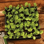 Burpee Self Watering 36 Cell Seed Starting Tray with Super Growing Pellets and Soil Mixer