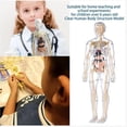 thumbnail image 4 of Learning Educational Toys Human Skeleton Models 29 Pas 3D Anatomy Models Kit Suitable For Kids 6+, 4 of 8