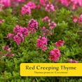 thumbnail image 5 of 3 Red Creeping Thyme in 2.5" Cubes | Live Fragrant Evergreen Groundcover with Bright Red-Pink Blooms | Low-Growing Perennial Herb for Containers, Pathways & Landscaping (Thymus 3 Red Creeping Thyme, 5 of 10