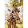 thumbnail image 3 of Mansfield, Kathy 11x14 Black Modern Framed Museum Art Print Titled - Curious Giraffe, 3 of 5