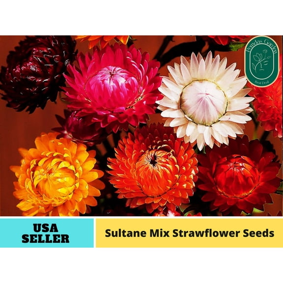 100 Seeds| Sultane StrawMix - Authentic Seeds - Perennial~non GMO ~~Flower seeds ~ Asian Garden~ Herbs B5G1#k012