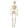 thumbnail image 2 of BELOVING Human Body Model Display Classroom Realistic Human Anatomy for Kids Teaching Skeleton, 2 of 10