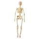 thumbnail image 2 of Modelo de cuerpo humano, juguete didáctico para exhibición en aulas, kits científicos, partes de órganos del cuerpo. Esqueleto, 2 of 9