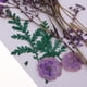 thumbnail image 4 of Flores y hojas secas naturales, adornos para bricoje, decoración del hogar, álbumes de recortes, margaritas pequeñas + gypsophi + Soledad Flores secas prensadas naturales, 4 of 10