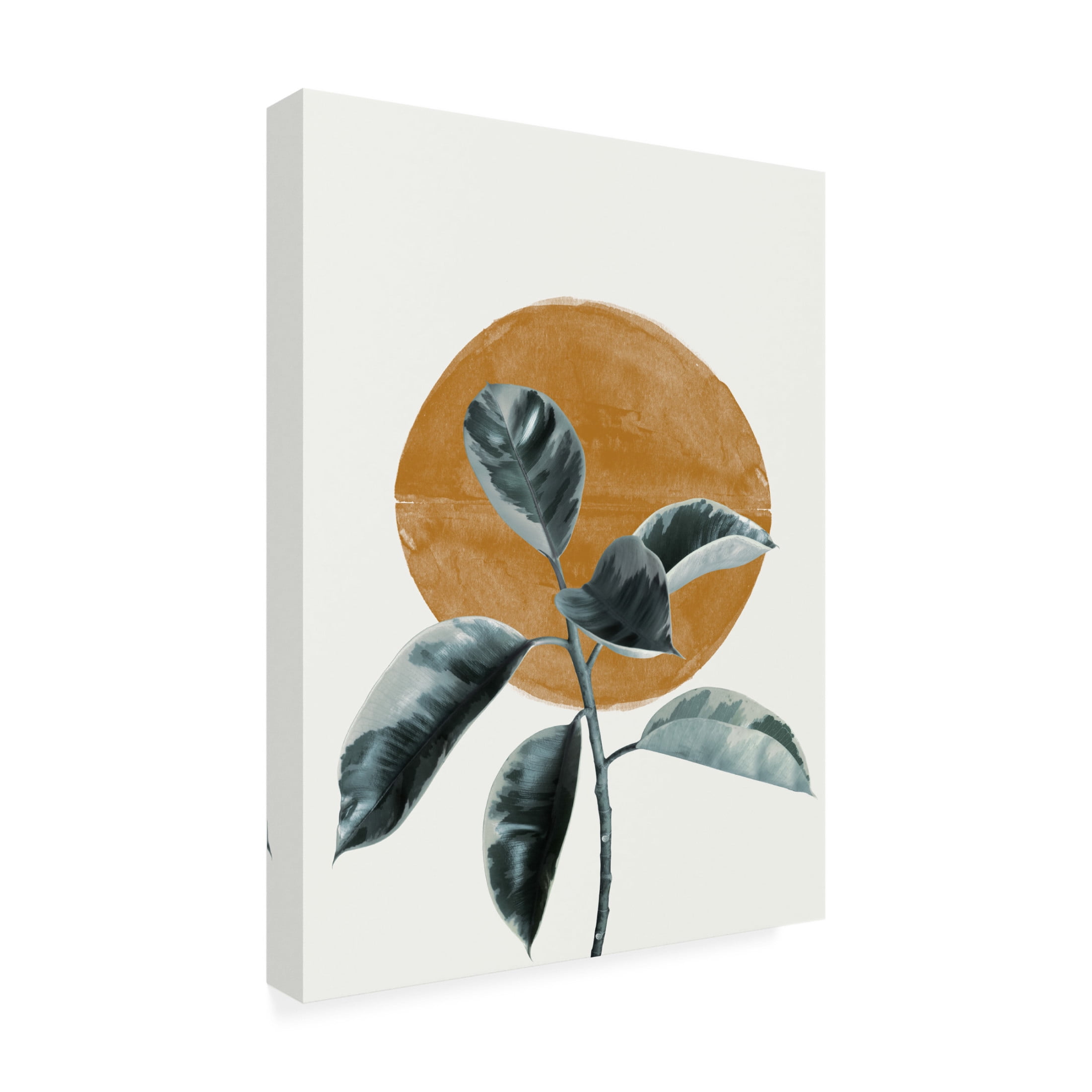 Trademark Fine Art THE MIUUS STUDIO Sun and Ficus Canvas Wall Art