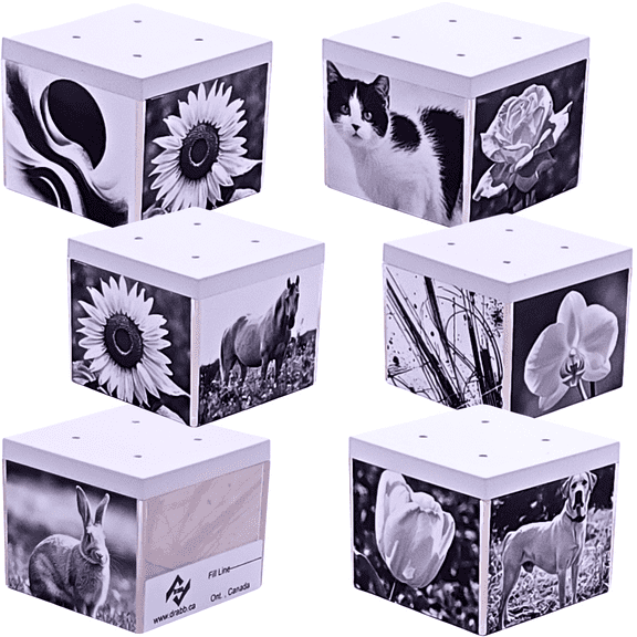 Drabb. Artifice Fruit Fly Traps, Professional Grade, 6 Count