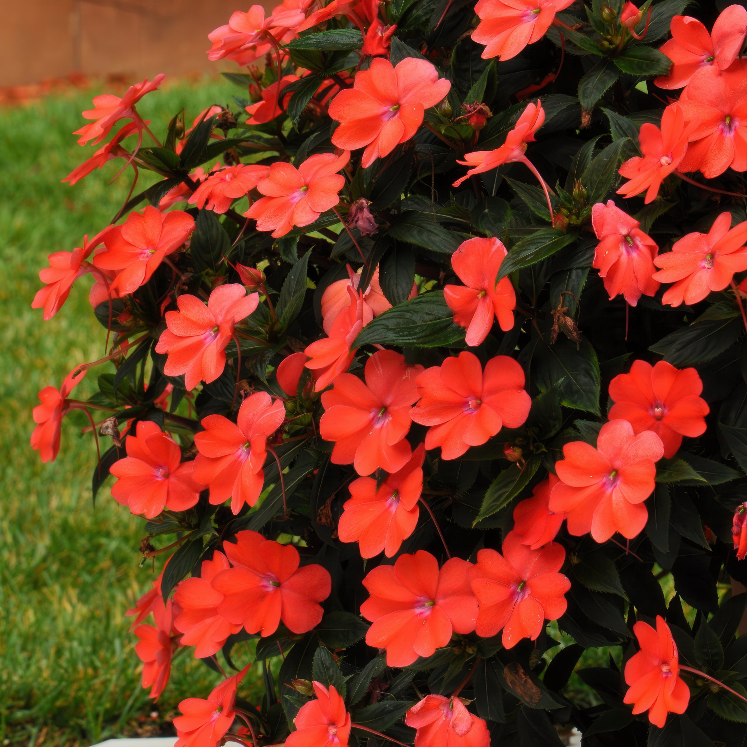 2.5 in. Sunpatiens Vigorous Corona Live Annual Plant with Orange-Red Flowers (6-Pack)