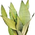 thumbnail image 6 of Silver Snake Plant - 5 Live Plants in 4 Inch Growers Pots - Sansevieria Trifasciata 'Moonshine' - Beautiful and Elegant Easy Care Indoor Houseplants, 6 of 7