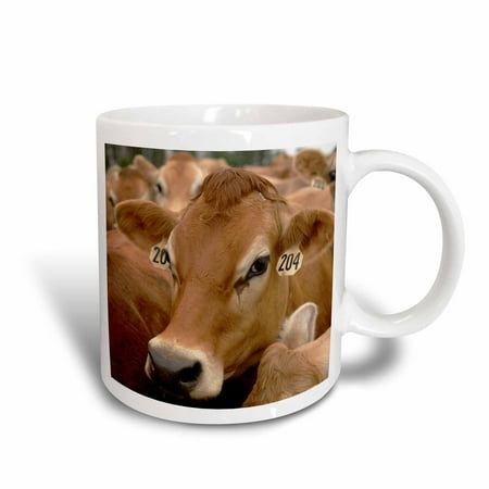 3dRose Jersey Dairy Cows, Rib Lake, Wisconsin - US50 KRS0004 - Keith and Rebecca Snell, Ceramic Mug, 11-ounce