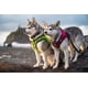 thumbnail image 5 of Arnés para perro EcoBark reflectante, suave, acolchado y de malla XXS-M, 5 of 8