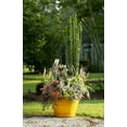 thumbnail image 5 of Expert Gardener Sky Pencil Holly (2.5 Quart) Narrow and Upright Evergreen Shrub - Full Sun Live Outdoor Plant, 5 of 10