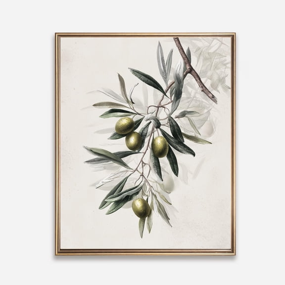 Vintage Olive Branch Print – Mediterranean Botanical Wall Art, Cottage Wall Decor, UNFRAMED Poster, Wall Art for Decor, Present, 8x12