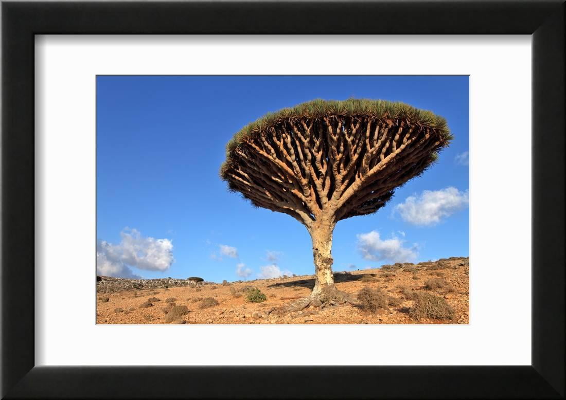 Dragon Tree Dracaena Cinnabari Dragon S Blood Endemic Tree From Soqotra Yemen Framed Print Wall Art By Zanskar Walmart Com Walmart Com Dragon Tree Dracaena Cinnabari Dragon S Blood Endemic Tree From Soqotra Yemen Framed Print Wall Art By Zanskar Walmart Com Walmart Com