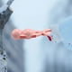 thumbnail image 1 of 1/3/5pcs clips de bola de nieve clips de bola de nieve multifuncional clampas de bola de nieve herramienta de molde de arena de bola de doble pelea para bola de nieve, 1 of 7