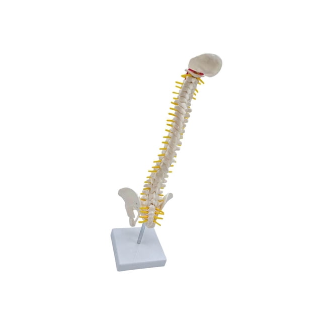 Spine Model Vertebral Column Anatomical for Kids Learning Display Classroom standing