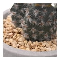 thumbnail image 4 of Planta Mainstays Artificial con Maceta Gris, 4 of 4