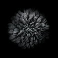 thumbnail image 2 of Carson, Brian 15x15 Gold Ornate Wood Framed with Double Matting Museum Art Print Titled - Black And White Zinnia I, 2 of 4