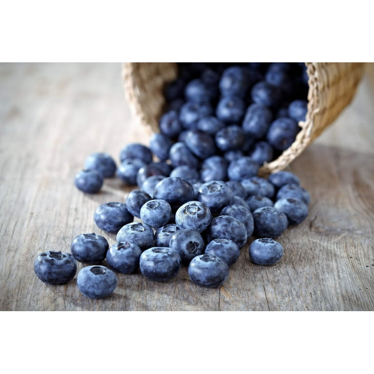 50 LOWBUSH BLUEBERRY Vaccinium Angustifolium Blue Berry Fruit