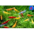 thumbnail image 1 of El acuario vivo de camarones de agua dulce invierte los camarones hasta más de 20 Neocaridina, 1 of 4