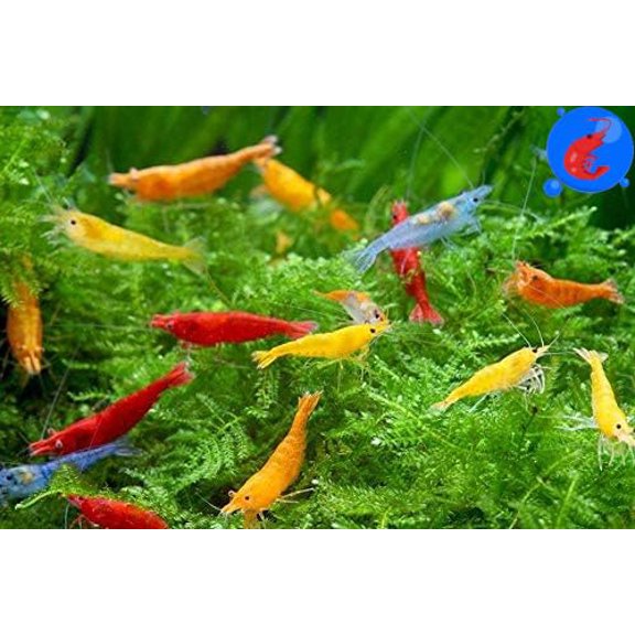 El acuario vivo de camarones de agua dulce invierte los camarones hasta más de 20 Neocaridina