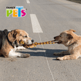 thumbnail image 2 of Juguete Jaladera C/Pelota Fancy Pets Juguete para perro de algodón 57 cm, 2 of 2